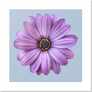 Large Realism Purple Petal Daisy Posters and Art
